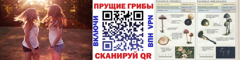 гидра онион  Раменское  Галлюциногенные грибы Magic Shrooms 